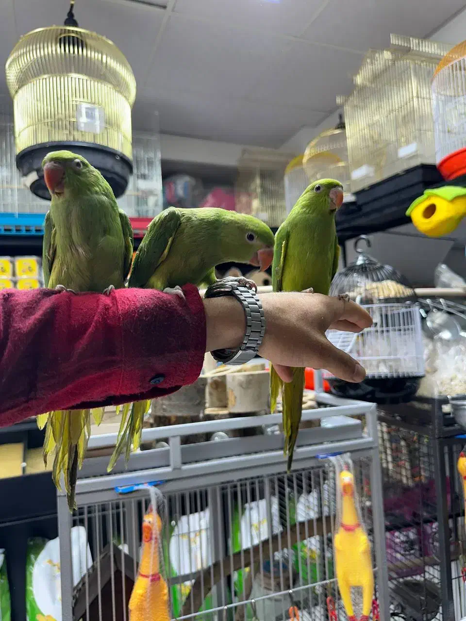 عروس هلندی طوطی ملنگو شاه طوطی قفس و لوازم پرنده|پرنده|ملایر, |دیوار