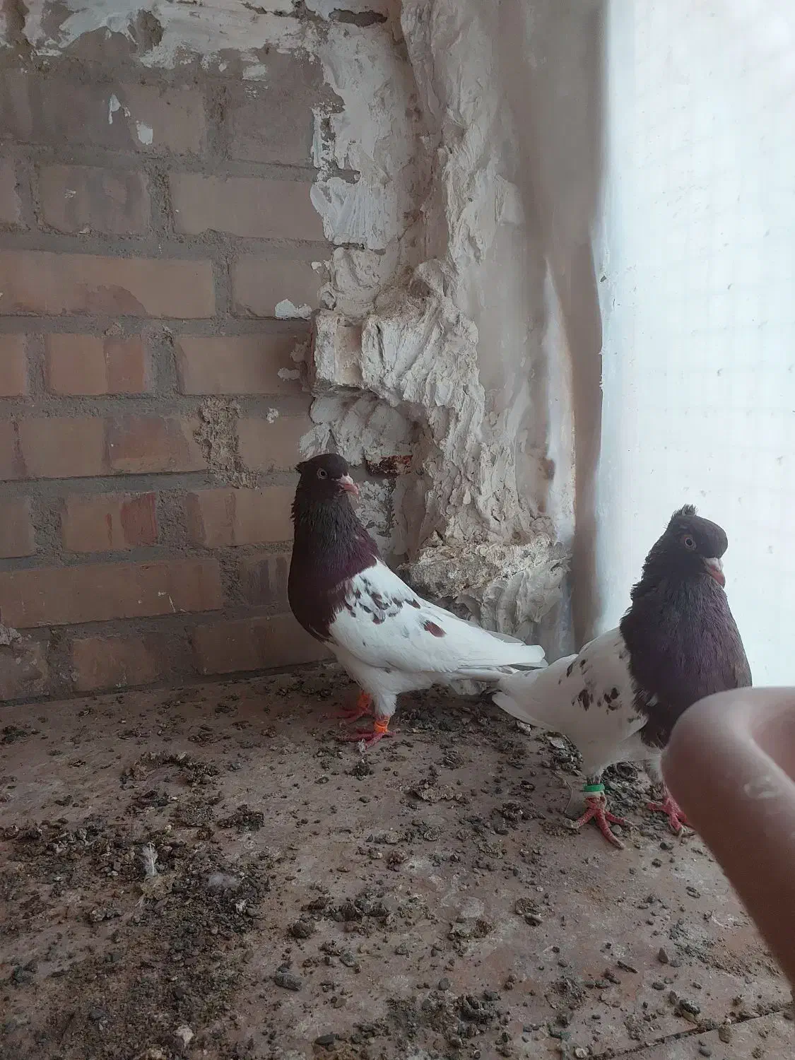 جفت کله سرخ مقبول|پرنده|تربت جام, شاد|دیوار