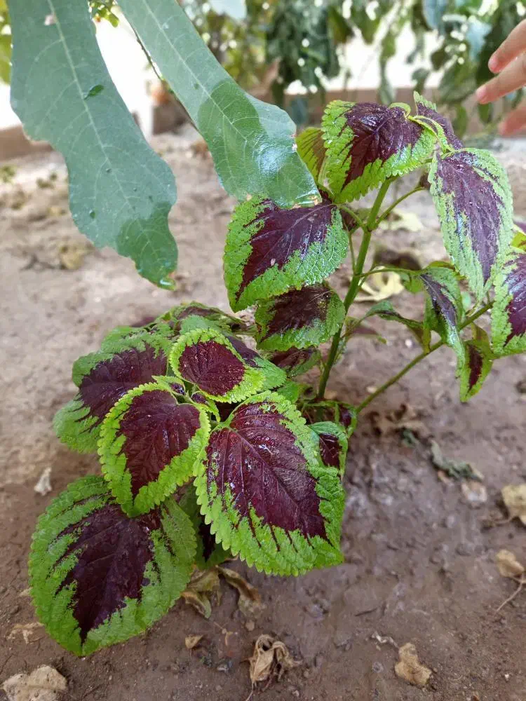 گل حسن یوسف|گل و گیاه طبیعی|بناب, |دیوار