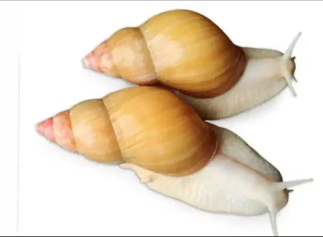 حلزون آچاتینا آلبینو|خزنده|مرودشت, علیآباد|دیوار