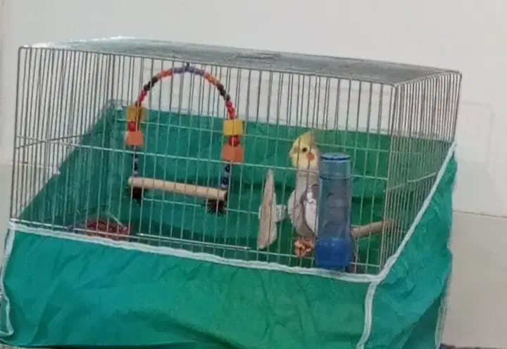 عروس هلندی سخنگو|پرنده|قم, قلعه کامکار|دیوار