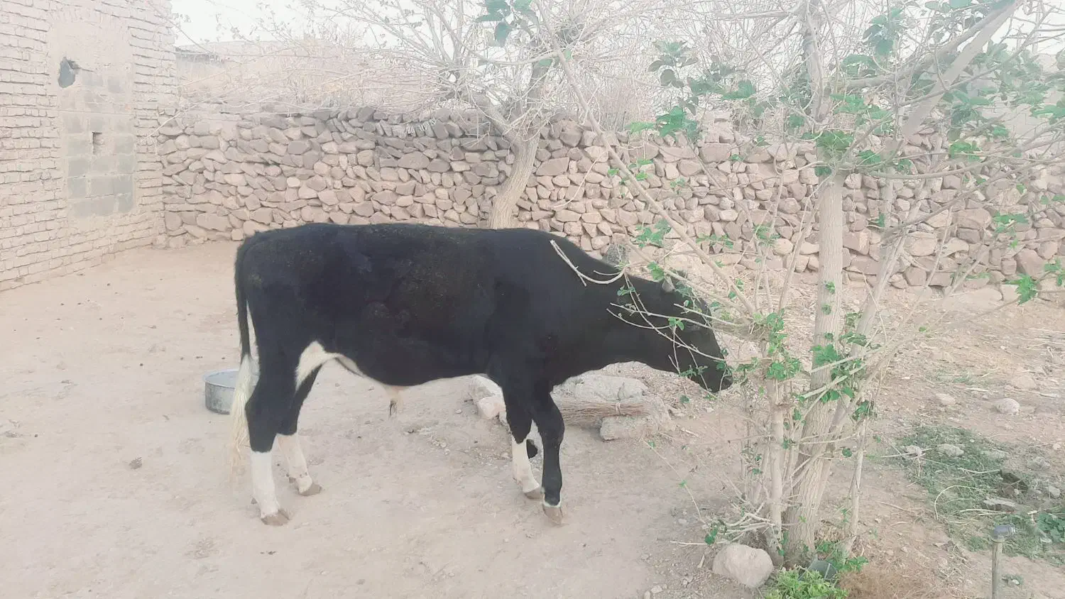 گوساله|حیوانات مزرعه|بیرجند, |دیوار