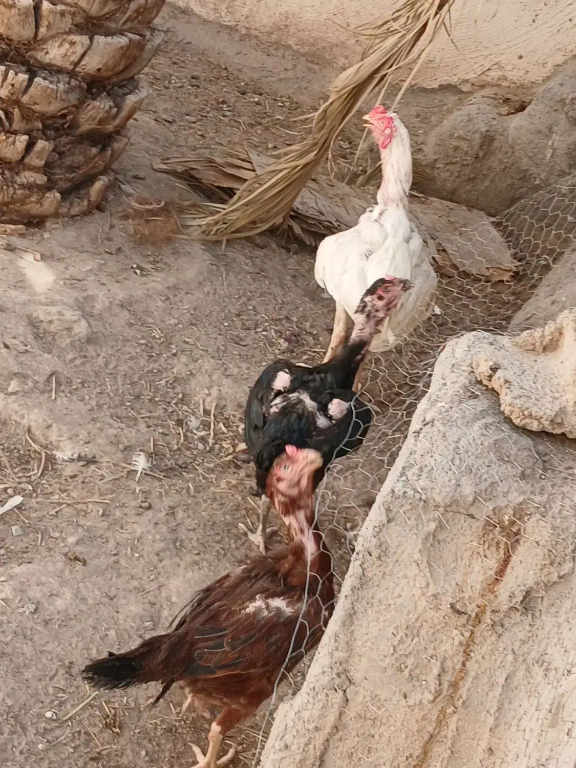 تخم نطفه دار نژاد لاری و گلین|حیوانات مزرعه|بم, |دیوار