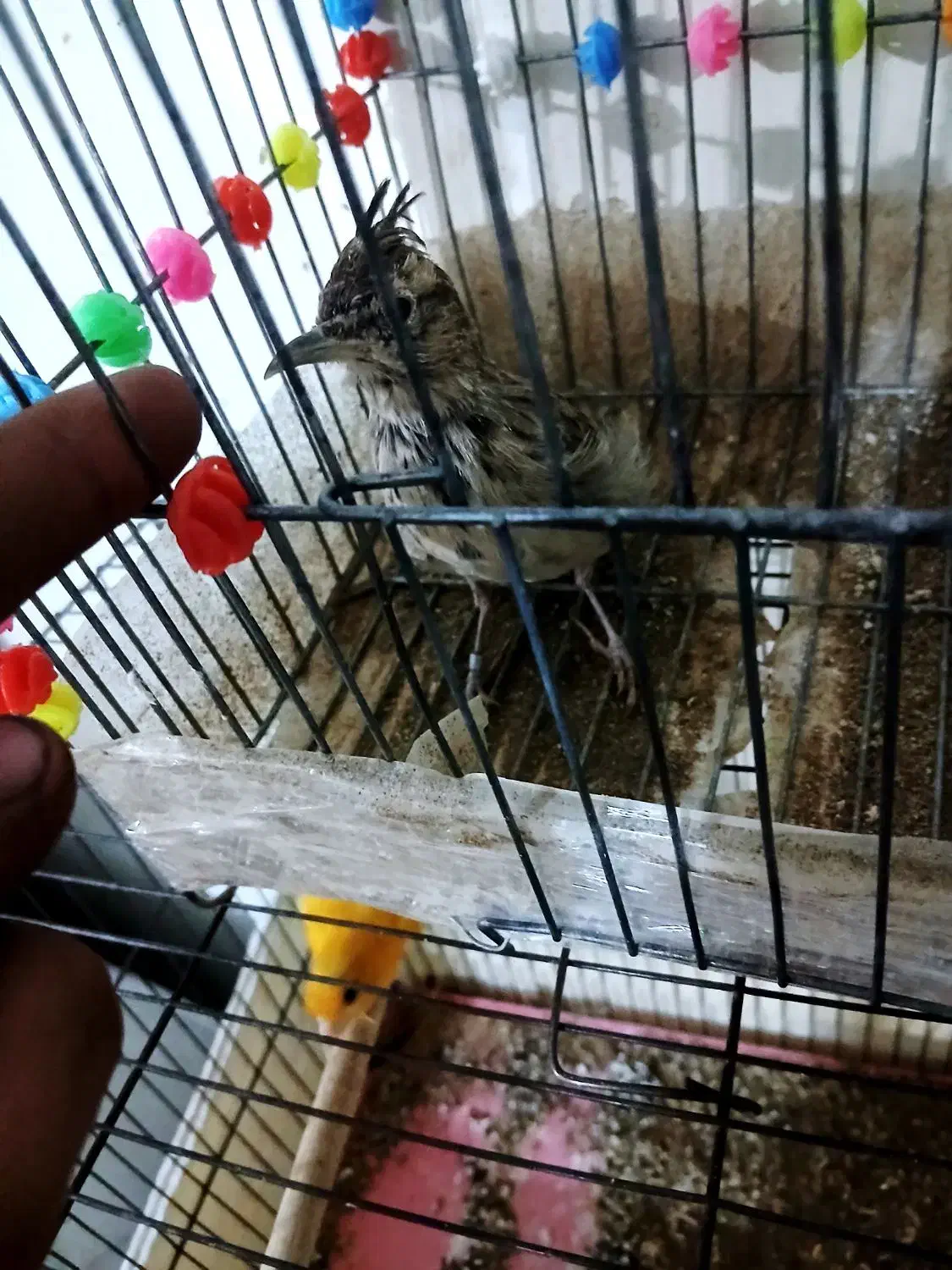 طوطی|پرنده|فولادشهر, B1|دیوار