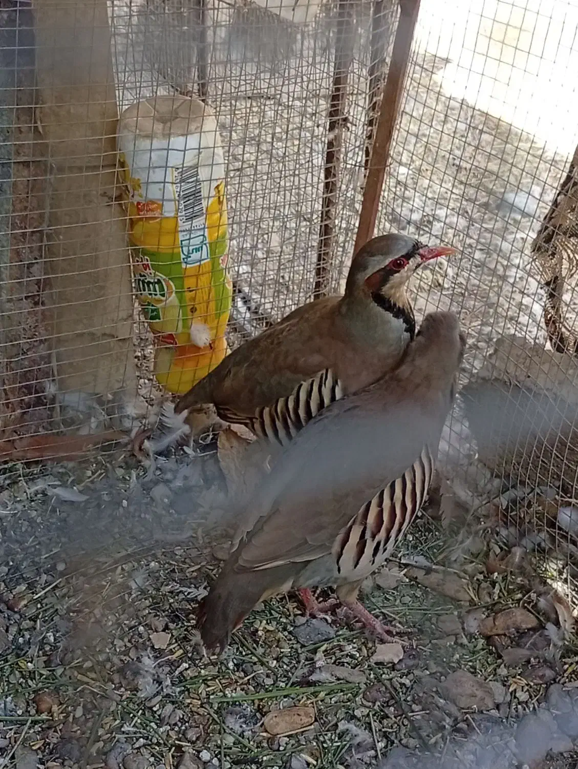 گبگ|پرنده|سیب و سوران, |دیوار