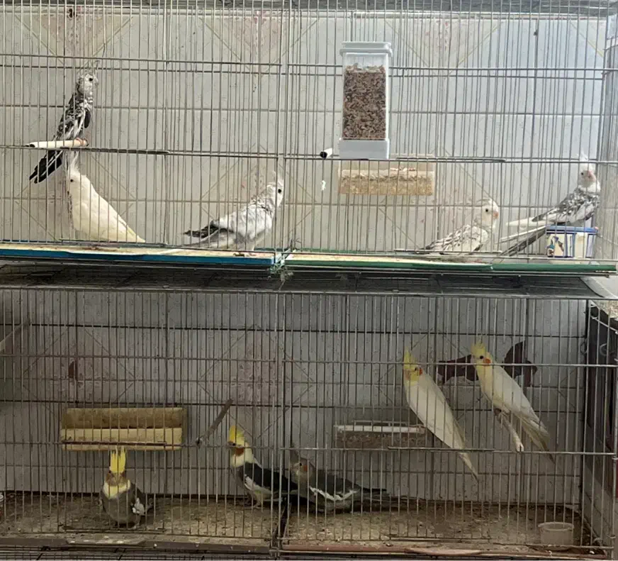 عروس هلندی|پرنده|یزد, |دیوار