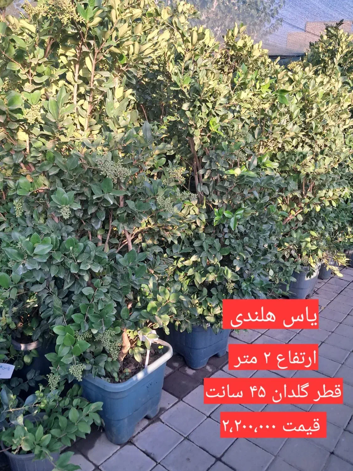 یاس هلندی|گل و گیاه طبیعی|تهران, مجیدیه|دیوار