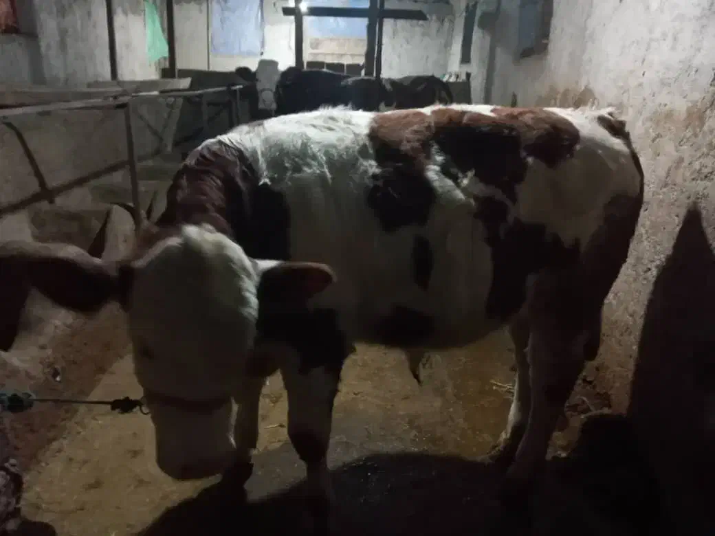 گاو|حیوانات مزرعه|توتکابن, |دیوار