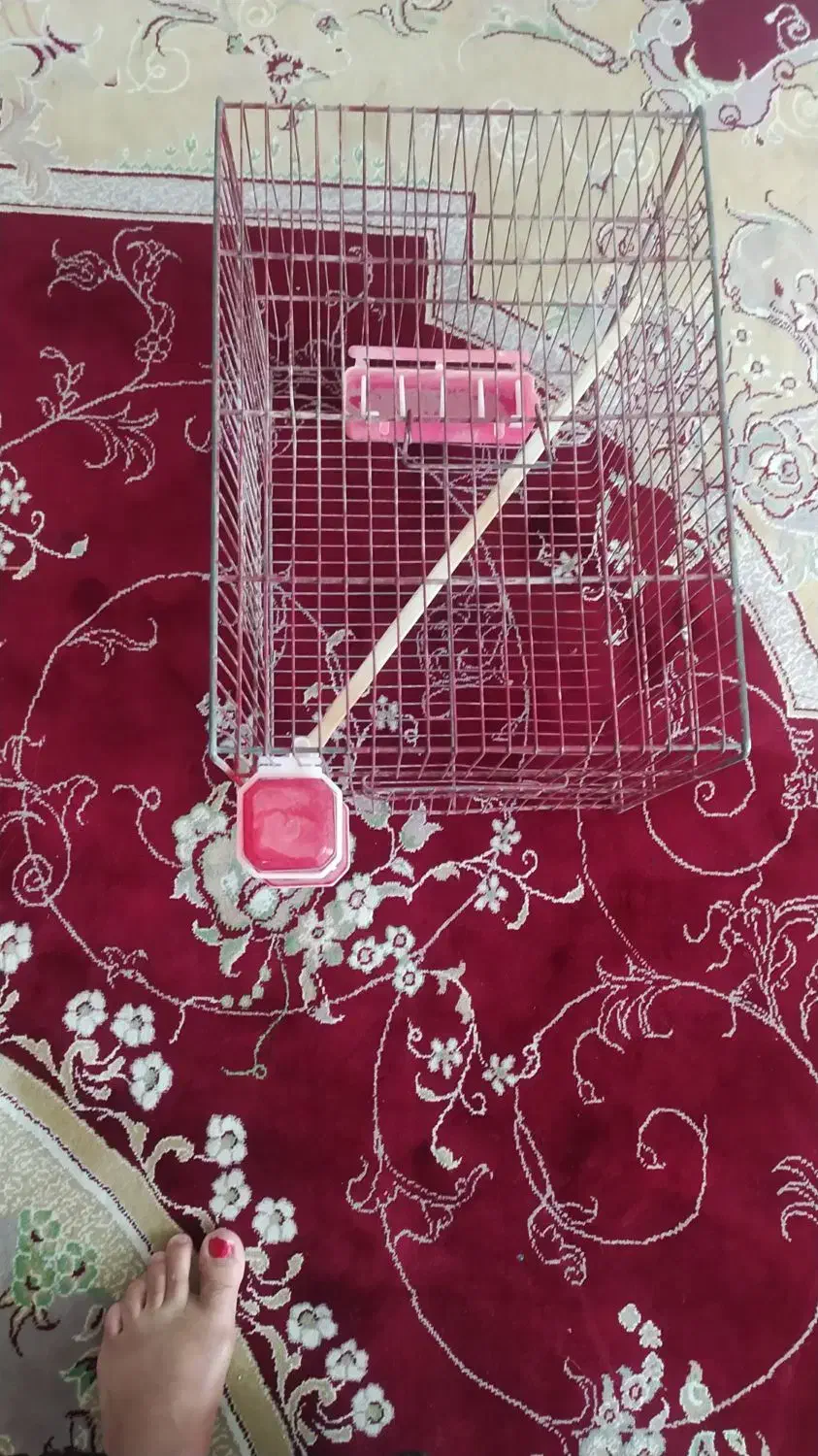 قفس درحد نو|پرنده|ملکشاهی, |دیوار