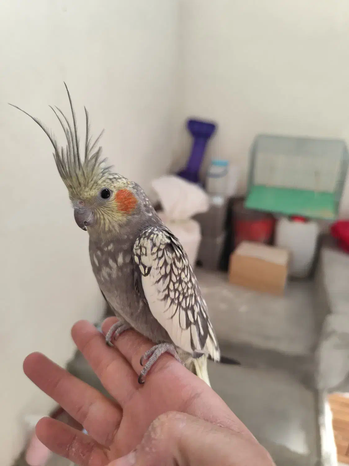 عروس هلندی سالم و خونگی|پرنده|اصفهان, سپاهانشهر|دیوار