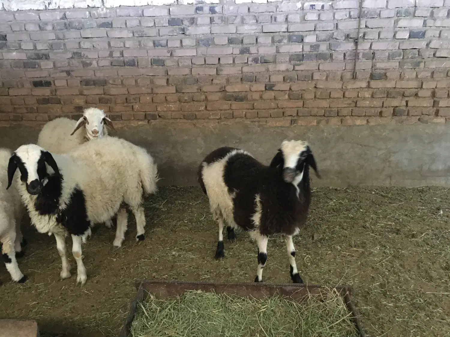 بره نر فروشی|حیوانات مزرعه|انار, |دیوار