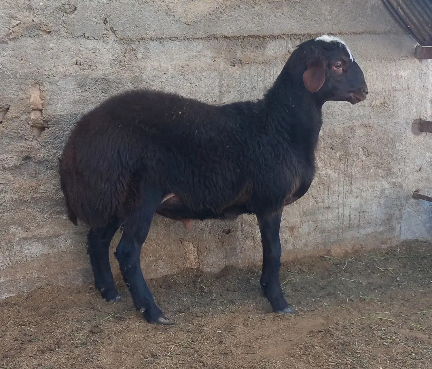 بره نر چاق چاق|حیوانات مزرعه|بسطام, |دیوار
