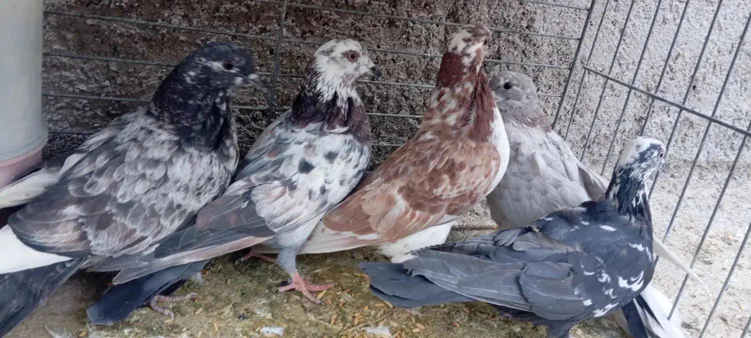 کفترپرشی|پرنده|حمیدیا, |دیوار