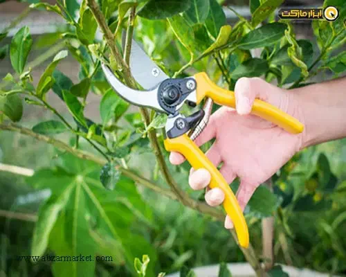 هرس درختان بااَره برقی ودستی،سمپاشی،کاشت گل و درخت|خدمات باغبانی و درختکاری|صدرا-فارس, فاز ۱|دیوار