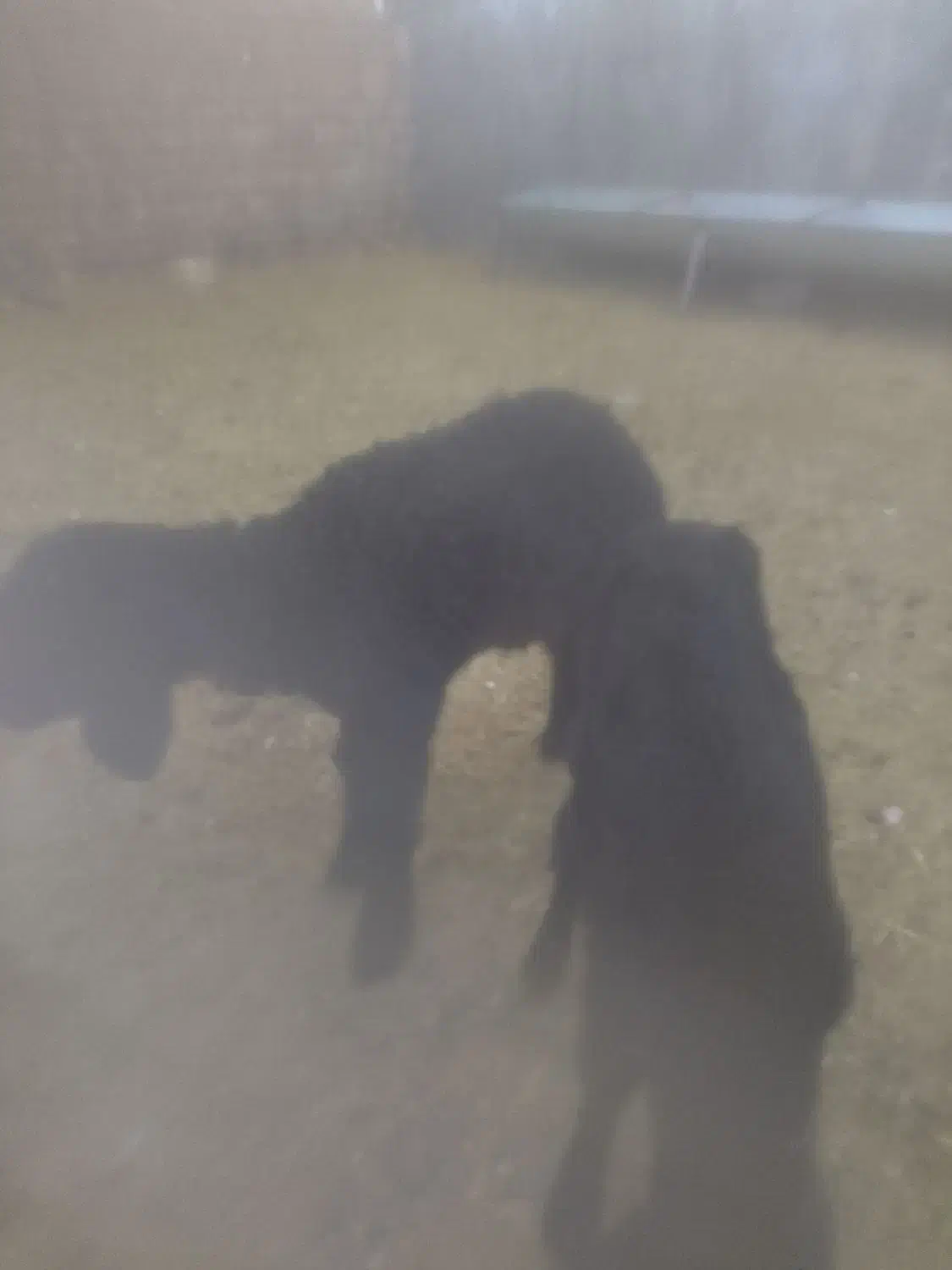 سلام دوعدد بره شیری ماده و یک عدد بز غاله ماده|حیوانات مزرعه|جعفرآباد, |دیوار