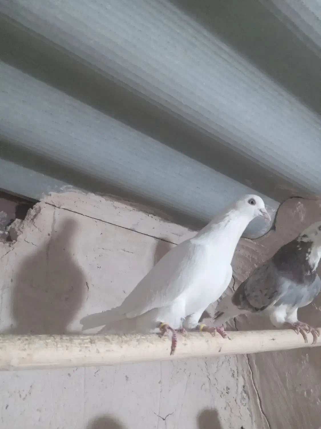 کفتر سفید|پرنده|قم, ولیعصر|دیوار