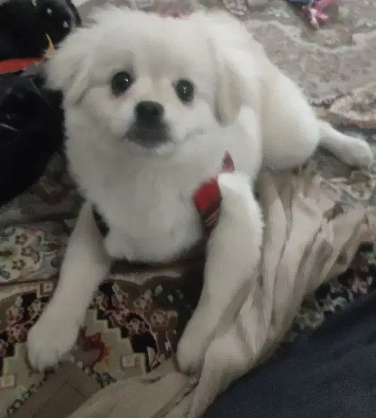 فروش توله ۷ ماهه پامرین پیکینز بسیار زیبا|سگ|تهران, ایوانک|دیوار