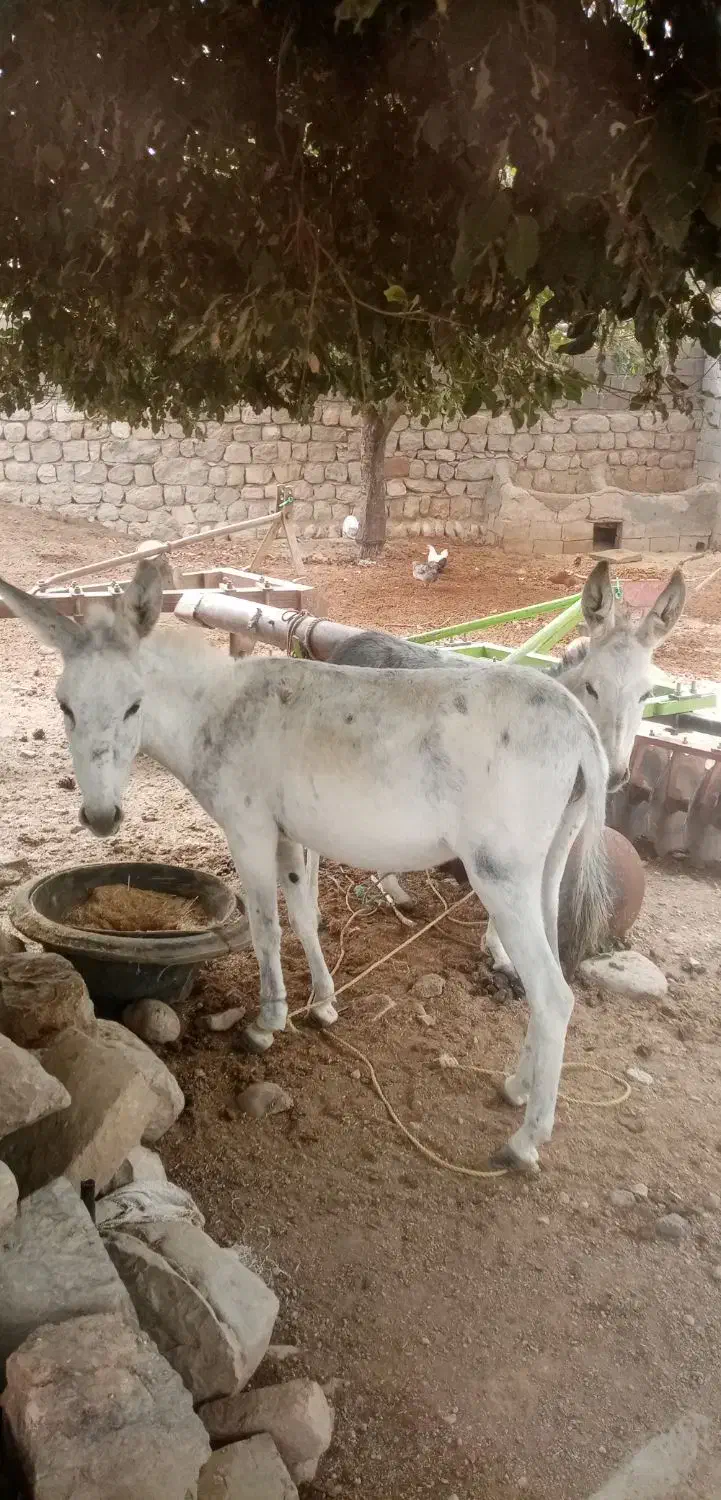 خر و کره خر|حیوانات مزرعه|بجنورد, |دیوار