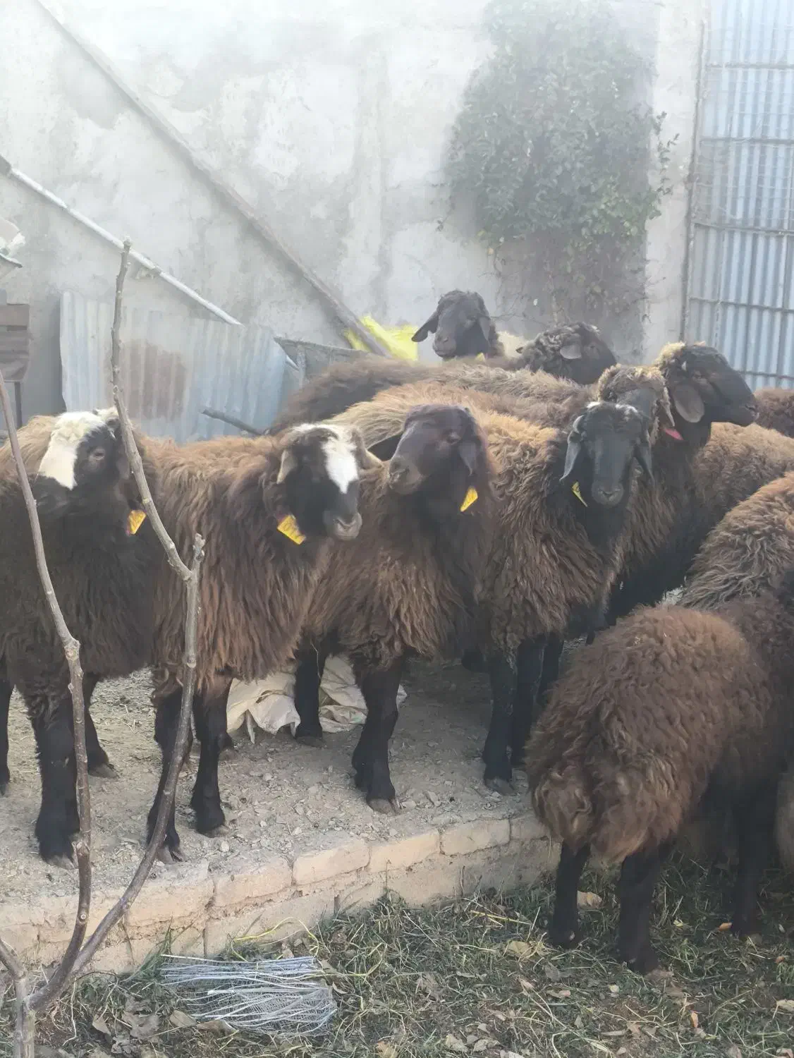 بره نره چاق قیمت مناسب|حیوانات مزرعه|شهمیرزاد, |دیوار