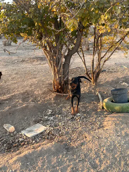 واگذازی سگ روتوایلر ،مالینویز|سگ|نجف‌آباد, یزدانشهر|دیوار