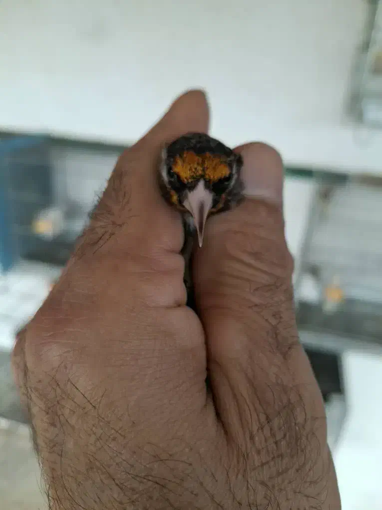 سهره سیاه سر (زاغ)|پرنده|بومهن, |دیوار