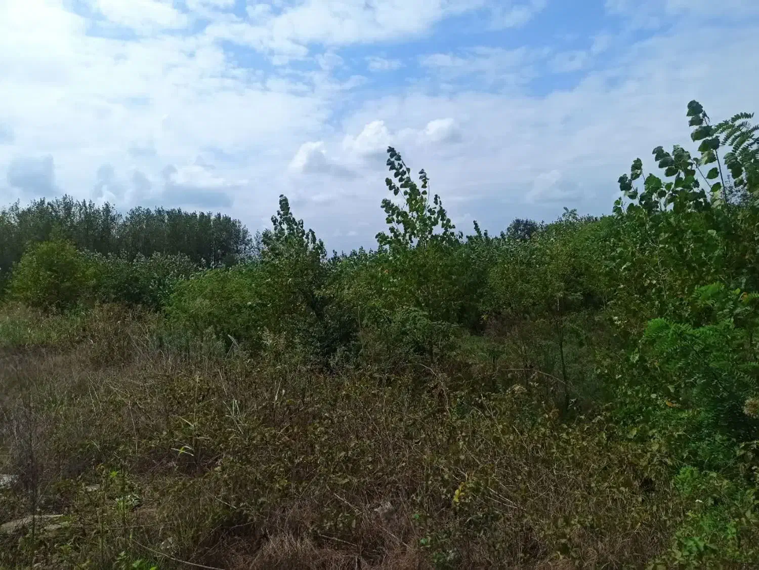 فروش زمین|فروش زمین و ملک کلنگی|طاهرگوراب, |دیوار