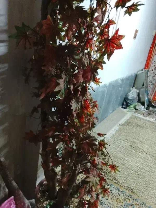 درخت پاییزی مصنوعی سالم بفروش میرسد|گل و گیاه طبیعی|شیراز, قلعه شاهزاده بیگم|دیوار