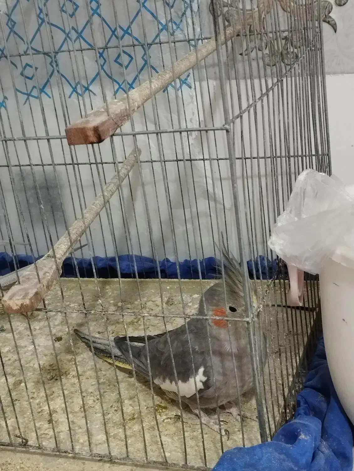 عروس هلندی|پرنده|لامرد, |دیوار