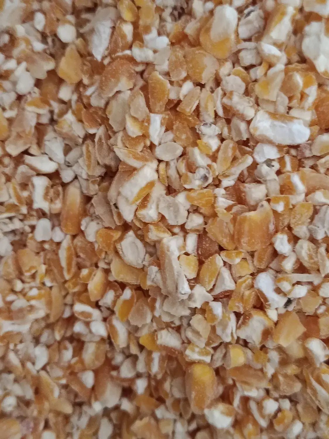 ذرت|عمده‌فروشی|مشهد, امین آباد|دیوار