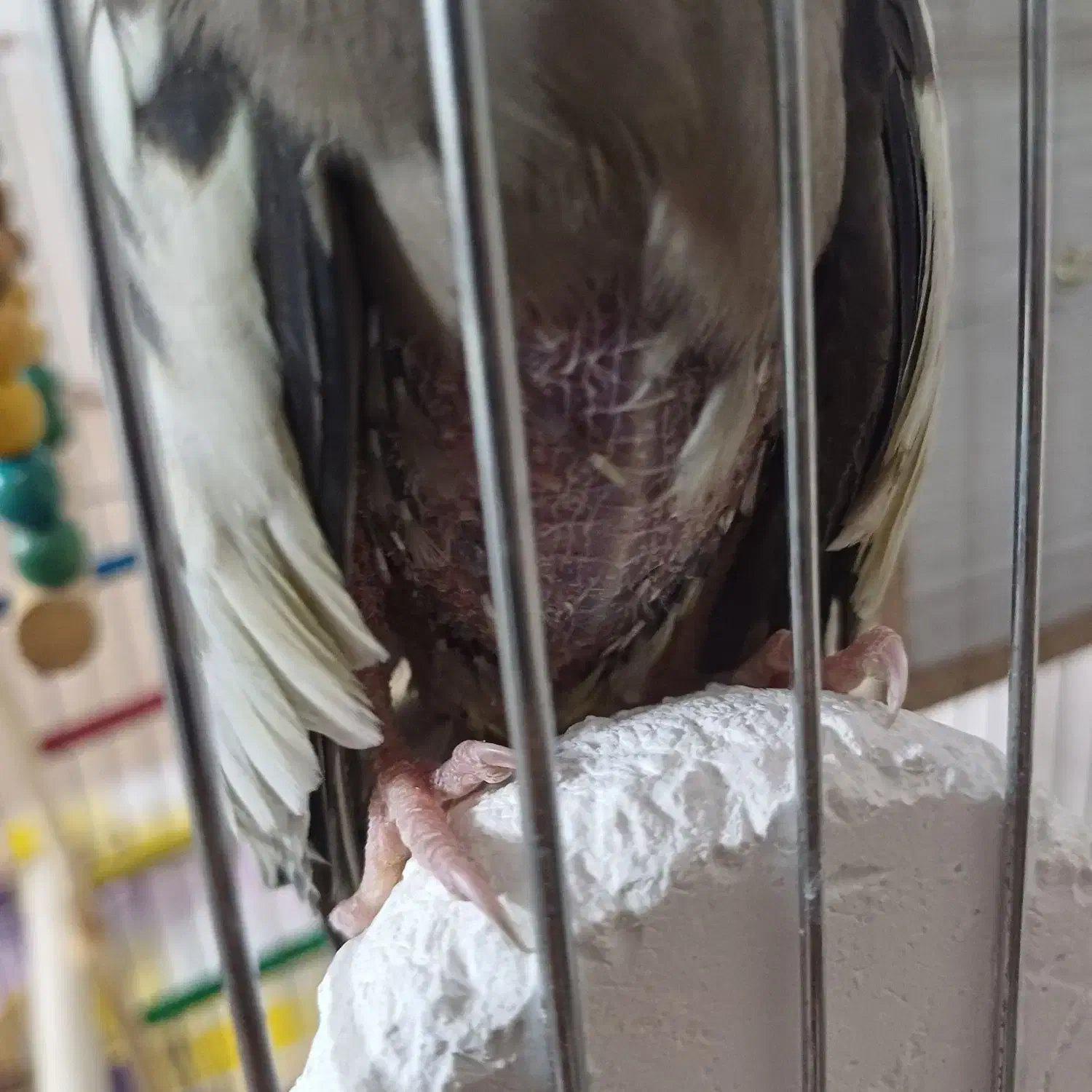 یه جفت عروس هلندی|پرنده|پاکدشت, پاکدشت (مامازند)|دیوار