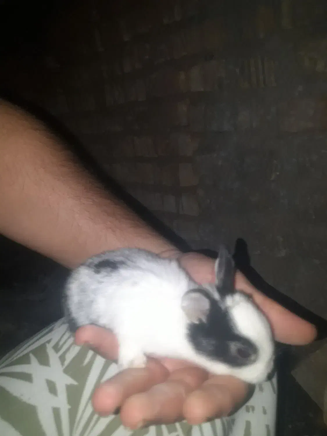 باسلام فروش خرگوش نازو کوچک اندازه کف دست|موش و خرگوش|مهریز, |دیوار