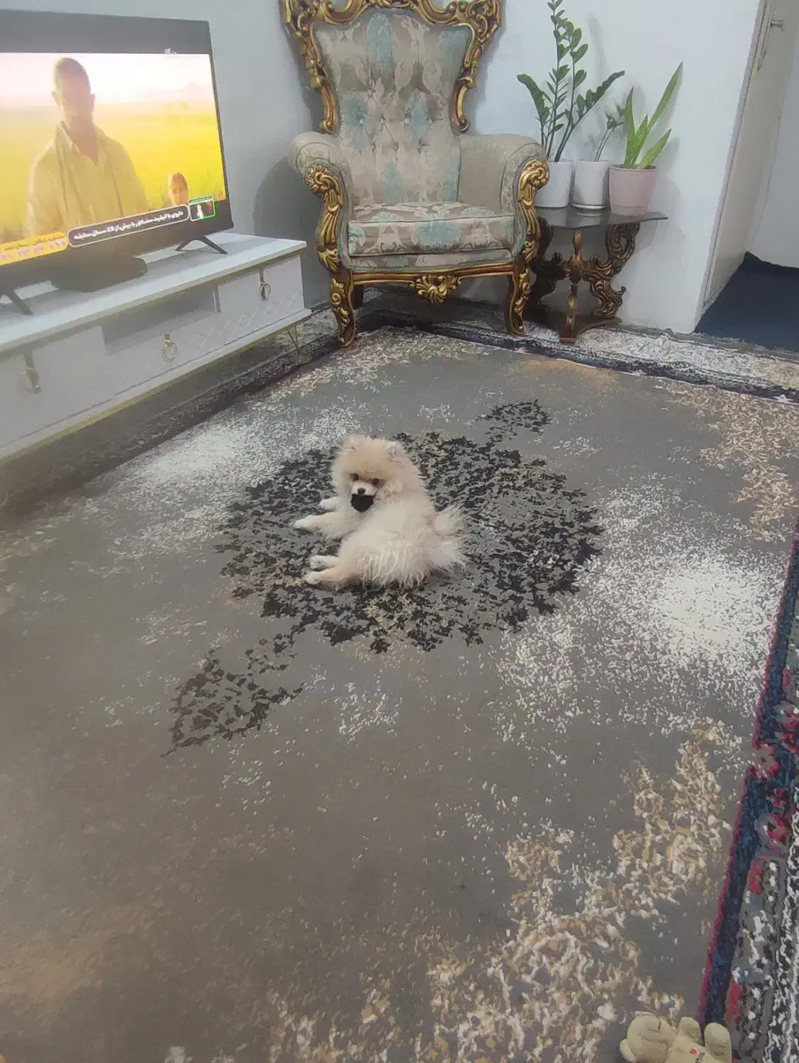 سگ پامرین|سگ|شهر ری, علایین|دیوار