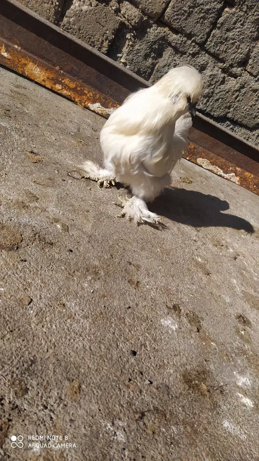 مرغ ابریشمی|حیوانات مزرعه|صحنه, |دیوار