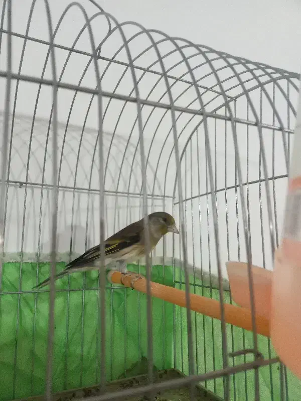 سهره قناری نر جوانه|پرنده|ساوه, |دیوار