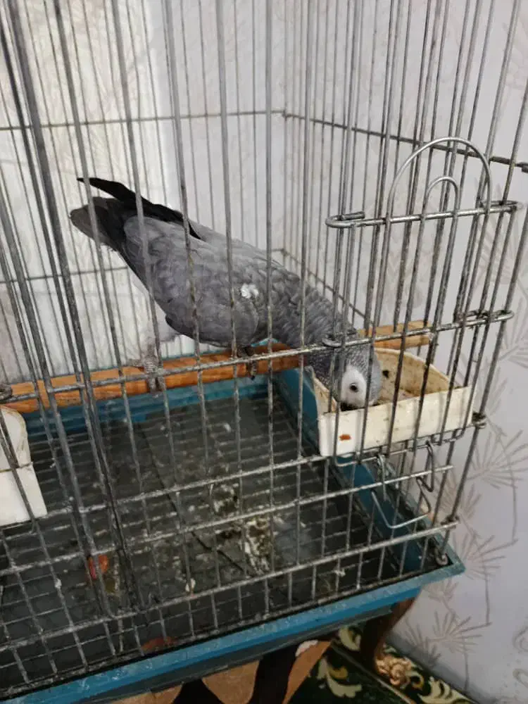 کاسکو سخنگو|پرنده|کارون, |دیوار