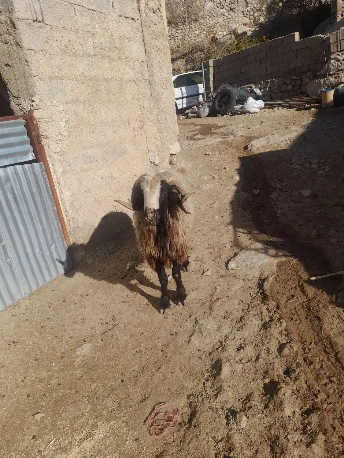 قوچ|حیوانات مزرعه|شیراز, محمدیه|دیوار