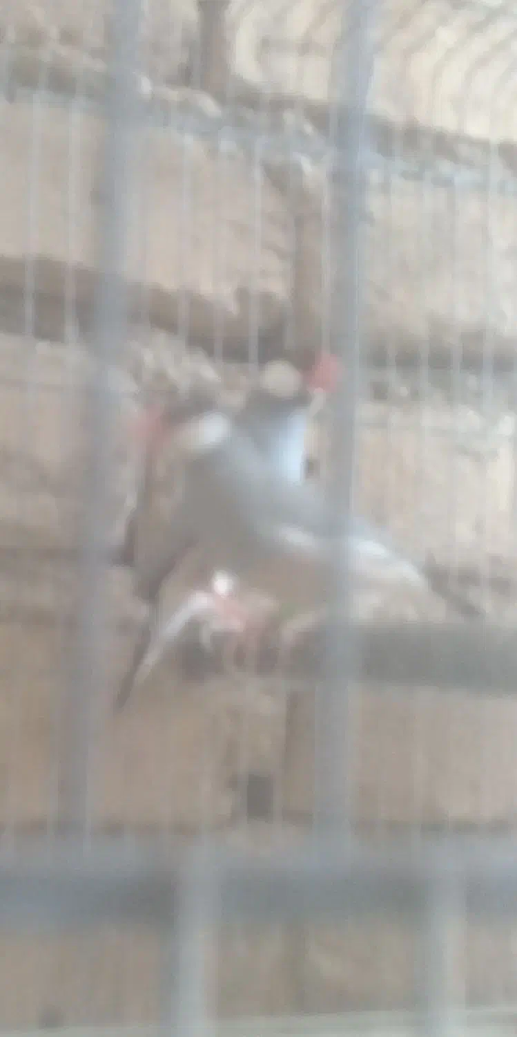 فنچ نرگسی|پرنده|سیمکان, |دیوار