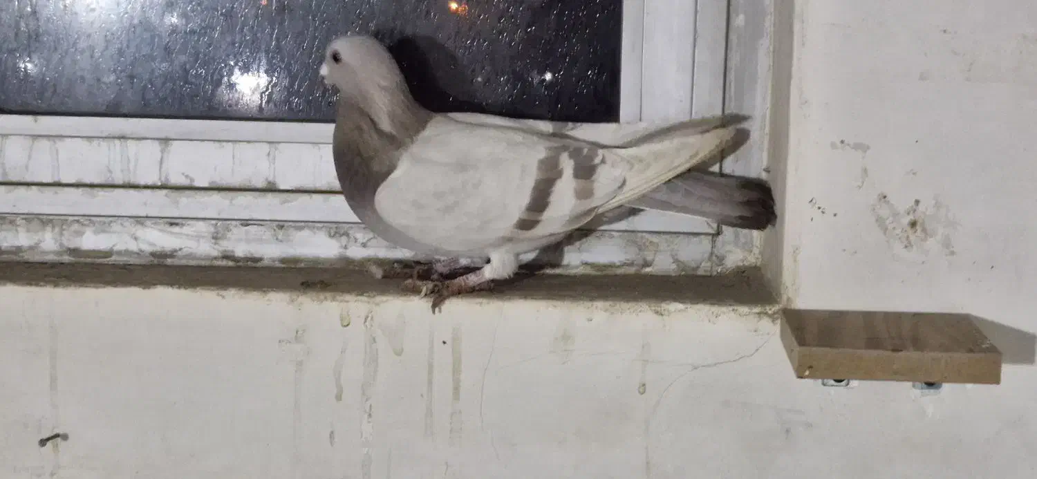 کبوتر پلاکی رنگی|پرنده|مبارکه, |دیوار