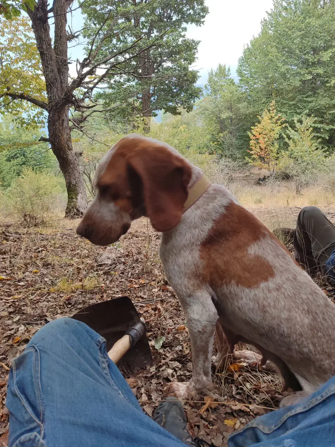 توله شکاری ترافل|سگ|گلی داغ, |دیوار