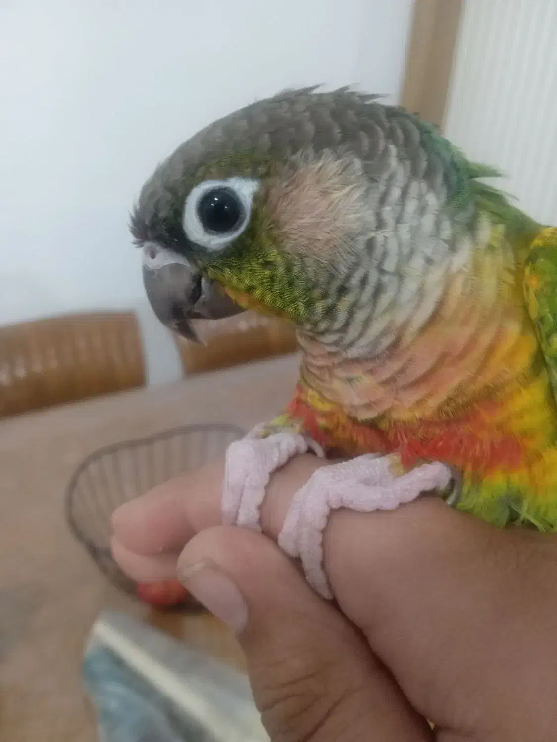 گرینچیک|پرنده|رضویه, |دیوار