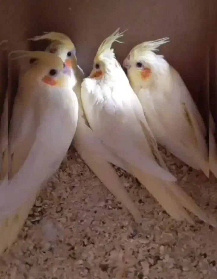 عروس هلندی|پرنده|قم, شاه سید علی|دیوار