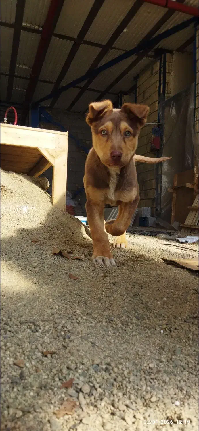 واگذاری توله سگ ۳ماهه|سگ|بروجرد, |دیوار