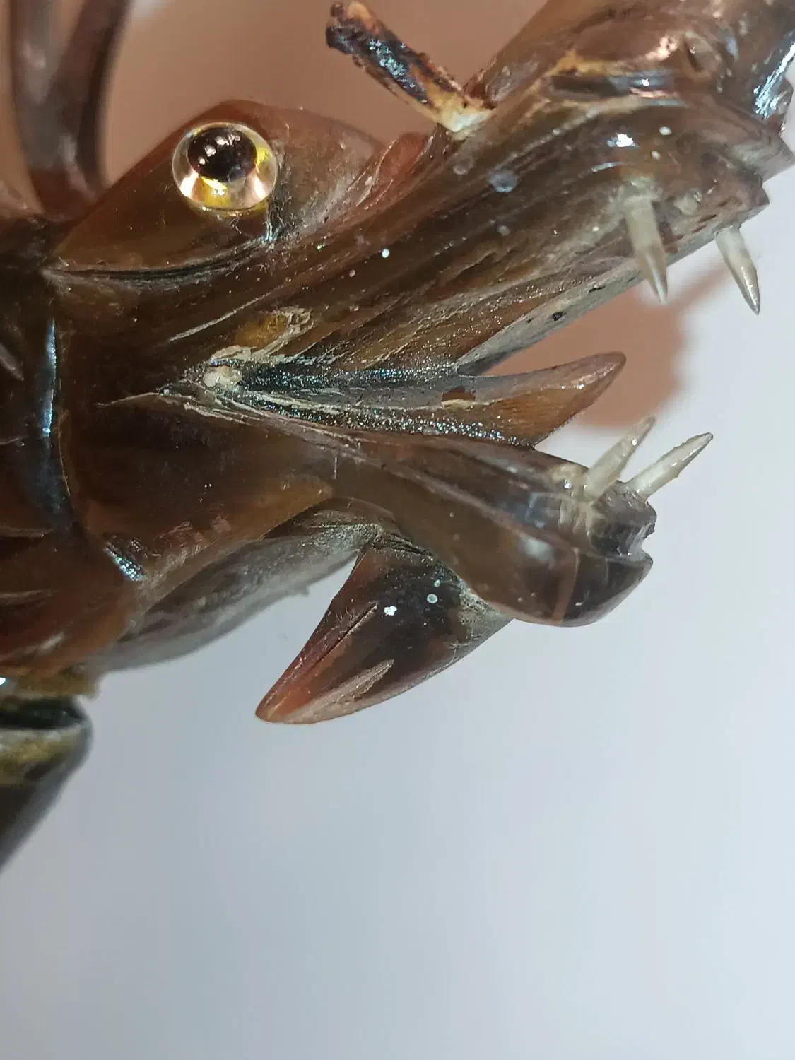 کشتی اژدها تایلندی / تمام دست ساز|کلکسیون اشیاء عتیقه|مشهد, ثامن|دیوار