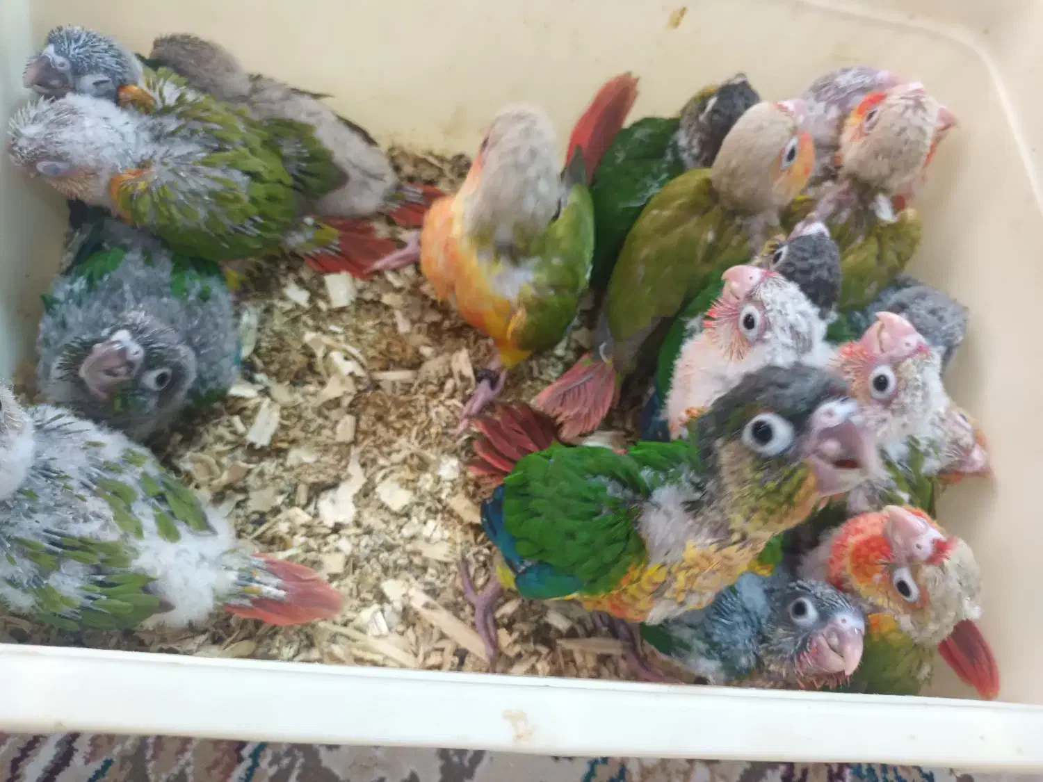 فروشگاه اینترنتی پرنده سرای پر طلا|پرنده|قرچک, زیبا شهر|دیوار