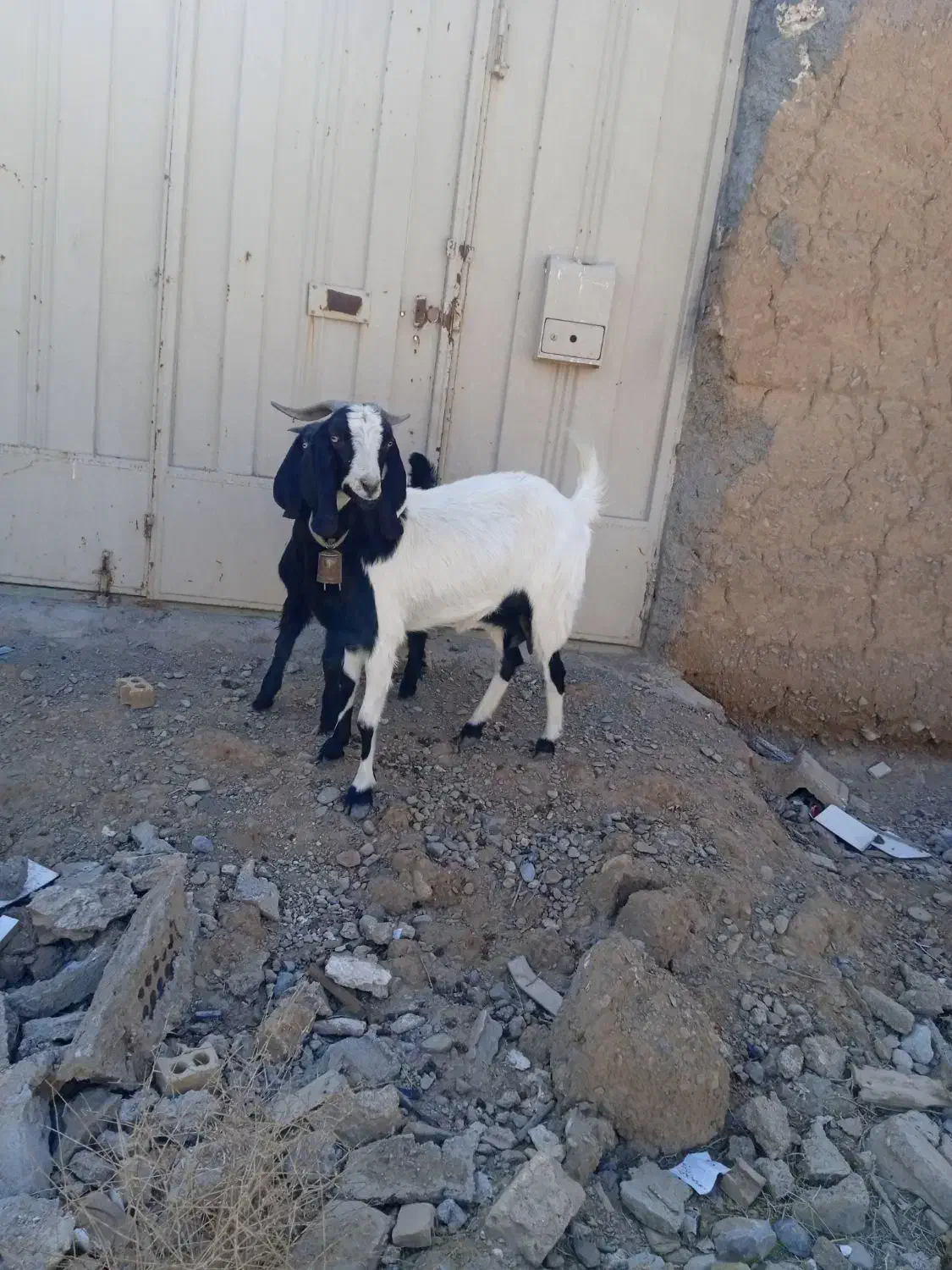 بز بزغاله|حیوانات مزرعه|نجفآباد, حومه نجف آباد|دیوار