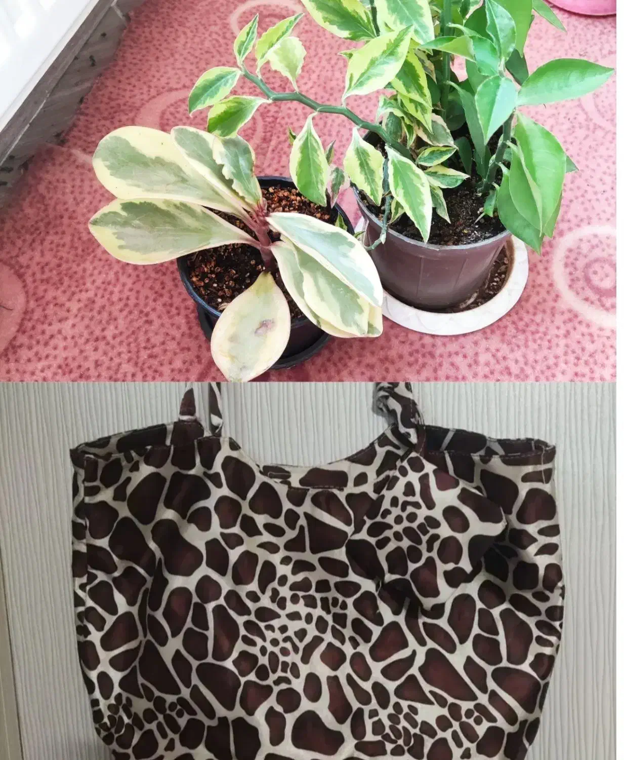 کیف وسایل|کیف، کفش، کمربند|مرند, |دیوار