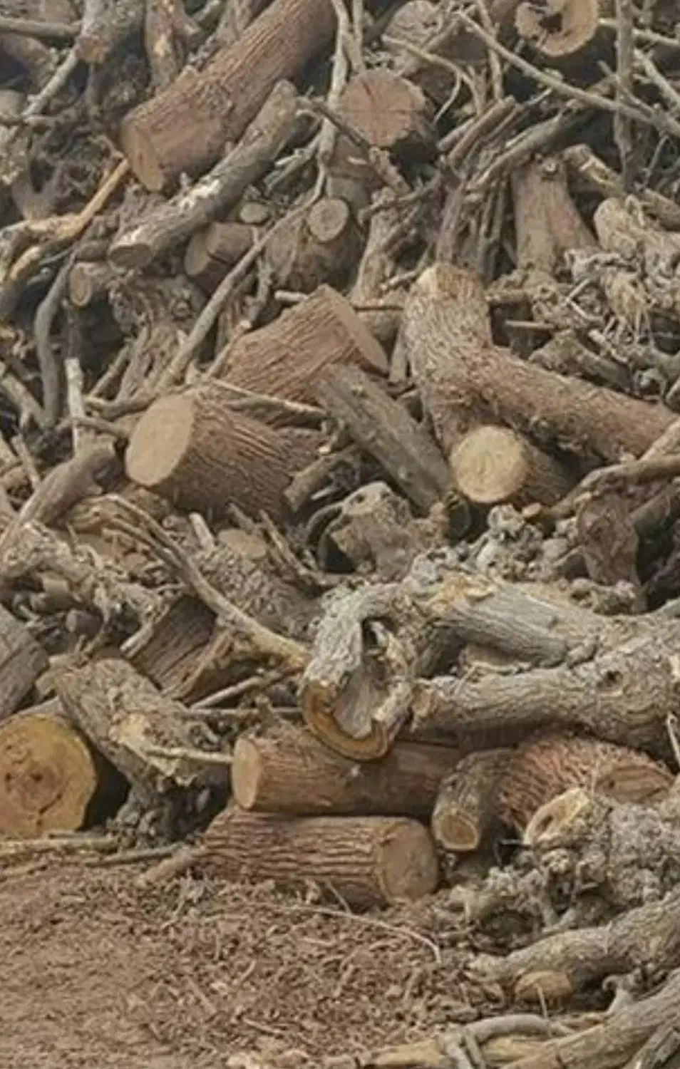 خریدار انواع چوب هیزمی|خدمات باغبانی و درختکاری|کاشان, دشت لتحر|دیوار