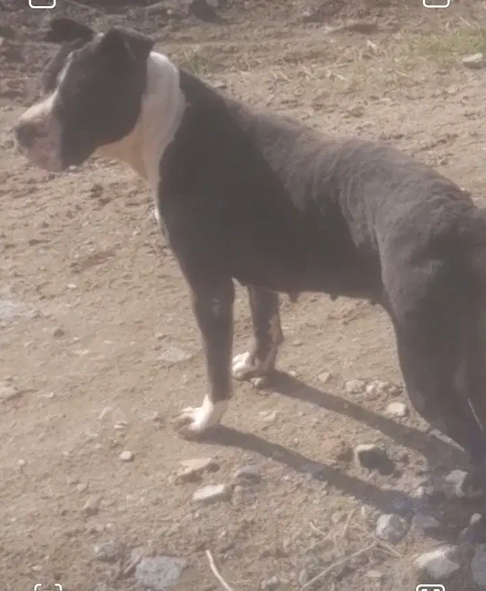 سگ پیتبول|سگ|قزوین, |دیوار