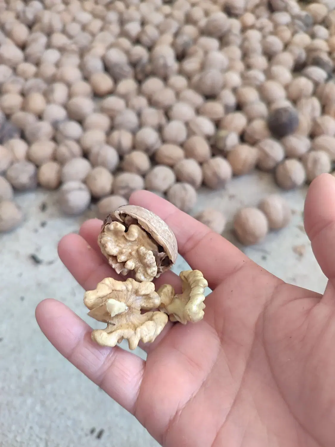 گردو|خوردنی و آشامیدنی|لردگان, |دیوار
