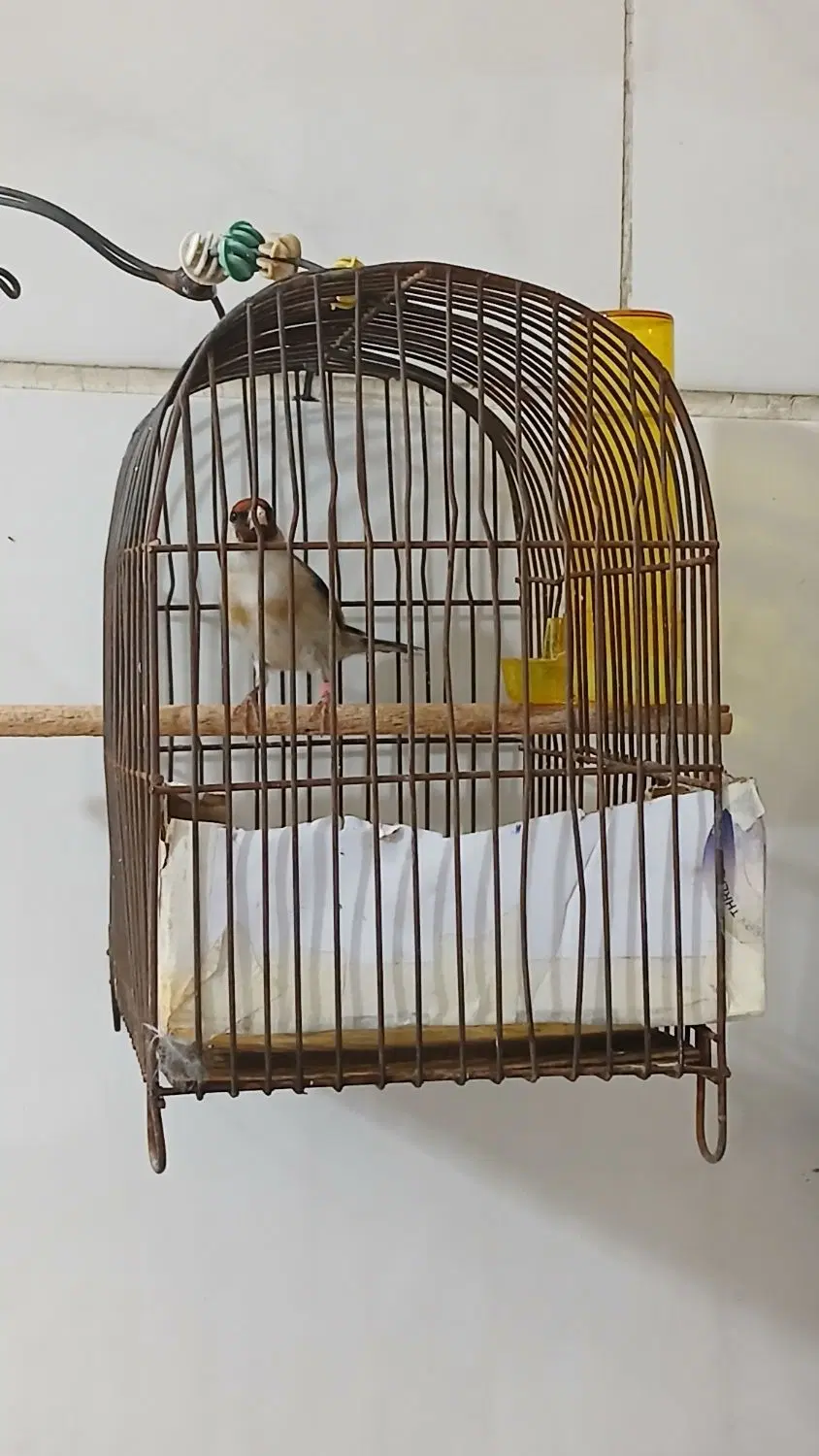 سهره|پرنده|بهارستان, |دیوار